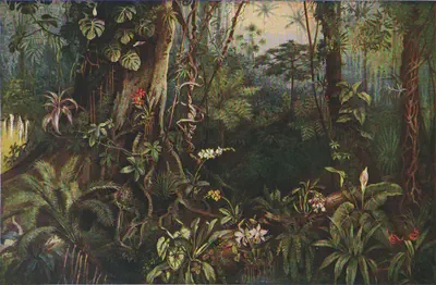 Americana_1920_Tropical_Forests
